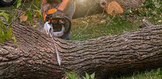 How Our Tree Care Process Works  in  Temecula, CA