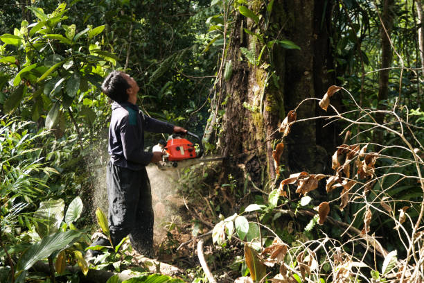 Tree and Shrub Care in Temecula, CA