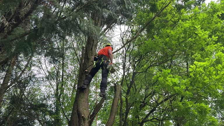 Best Tree Maintenance Programs  in Temecula, CA