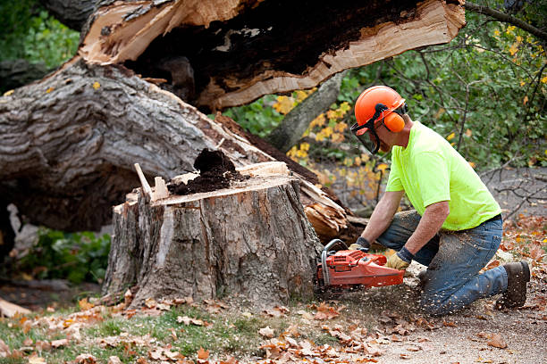 Best Arborist Consultation Services  in Temecula, CA