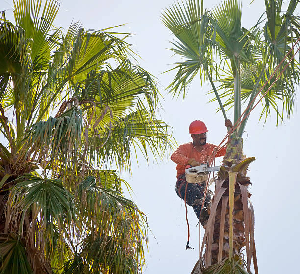 Temecula, CA Tree Services Company