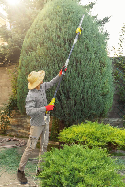 Best Lawn Disease Treatment  in Temecula, CA